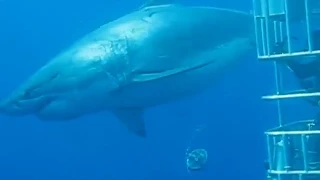 Lo squalo bianco più grande del mondo avvistato in Messico (Megalodon?)