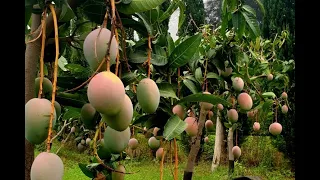 BALESTRATE : FURTI DI MANGO, AGRICOLTORI CHIEDONO AIUTO A PREFETTO DI PALERMO