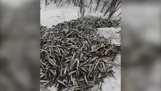 Сахалинцы тоннами собирают брошенную на лед навагу и раздают пенсионерам и в зооприюты