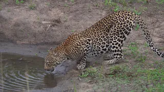 Really close view of Leopard at waterhole