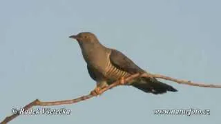 Kukačka obecná - (Cuculus canorus) - Cuckoo Kuckuck