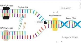 C'est quoi les Anti-métabolites?