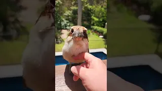 Chatty Kookaburra! 🥰