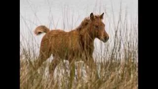 Wild & Free -  The Young Horses of Shackleford Banks