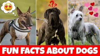 Fun Facts About Dogs for Kids 🐶 - Weird Dog Facts