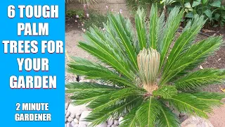 6 tough palm trees for your garden