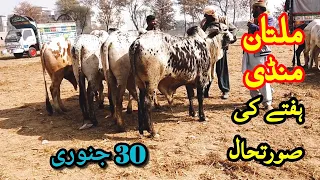 Multan Cow Mandi me Cholistani Bachryy 30 January ki latest update Qurbani 2021 k janwar