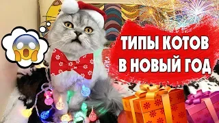 ТИПЫ КОТОВ в Новый Год