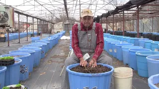 Growing Fruit Trees In Container Pots, Ep 151