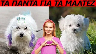 Μάθετε το Μαλτέζ🐾 Χαρακτήρας, συμπεριφορά, ανάγκες. Maltese, ένας σκύλος που θα σας κλέψει τη καρδιά