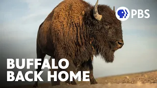 The Largest Herd of Buffalo Ever Released to the Fort Peck Reservation | Evolution Earth