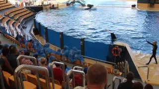 Loro parque 2014 killer whale Тенерифе Лоро Парк киты касатки