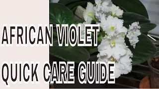 CHATTING ABOUT AFRICAN VIOLETS: My tips on how I care for African Violets and thing I have learned..