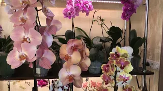 новая Орхидея жемчужина в коллекции