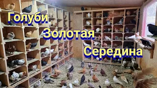 Голуби где золотая середина?