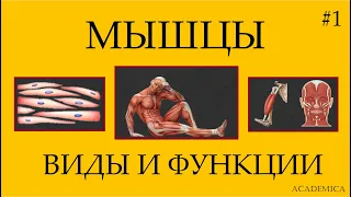 1. Мышечная ткань: поперечно-полосатая, гладкая, миокард - функции и различия.