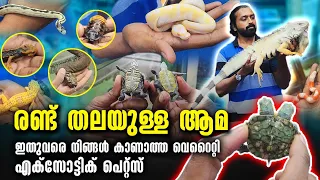 പാമ്പും പല്ലിയും മുതൽ രണ്ട് തലയുള്ള ആമ വരെ | എക്സോട്ടിക് പെറ്റ്സിന്റെ വമ്പൻ ശേഖരം #exoticpets