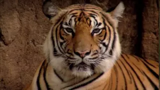 Confessions of a tiger poacher | WWF