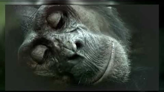 The Chimpanzee (Documentary) | Primate in Captivity | African Ape | Chimpanzees | Animal Film