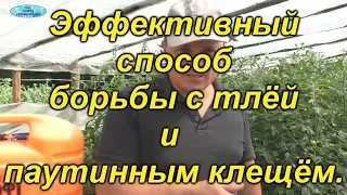 Замучила тля и другие вредители? Безвредный способ победить эту напасть!