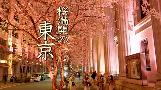 【Cherry blossoms】 TOKYO. The blossoms of the Somei-Yoshino variety came to full bloom  in downtown.