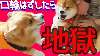 【口輪外してみた】相性最悪な柴犬とコーギーの同居生活訓練