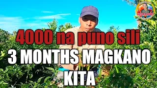 MAGKANO KITA AT PUHUNAN SA KULANG 4000 NA PUNO NG SILI SA 3 MONTHS