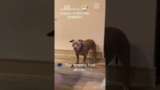 Hilarious Dog Begs for Another Dinner!