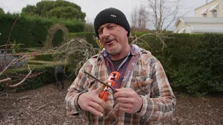 How To Graft Fruit Trees With The Italian Grafting Tool