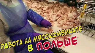 Работа на мясокомбинате в Польше. Разделка курицы.