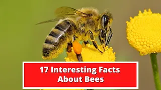 17 Interesting Facts About Bees | Global Facts