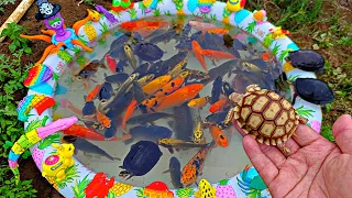 Fishing for betta fish in the pond, swimming ducks, sulcata turtles, catfish, ornamental fish