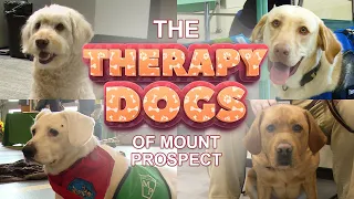 The Therapy Dogs of Mount Prospect