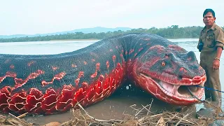 15 Deadliest Amazon River Monsters