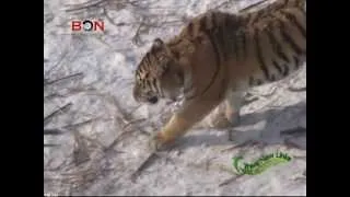 Siberian Tigers returned to Hua'nan Forest in Heilongjiang Province