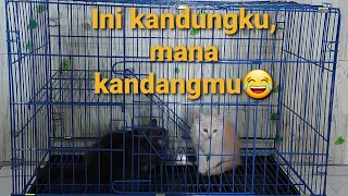 Cara memasang kandang kucing