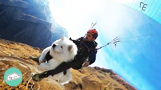 Guy Taught Dog How to Paraglide. Now They Always Fly Tandem | Cuddle Dogs