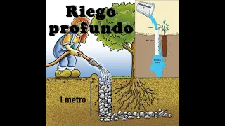 PLANTAR ÁRBOL CON SISTEMA DE RIEGO PROFUNDO- Deep Pipe Irrigation