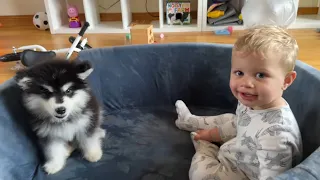 Adorable Baby Boy And Malamute Puppy Play Rough Together! (Cutest Ever!!)