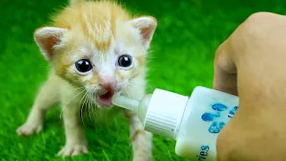 Cute Baby Kitten Drinking Milk From Bottle With Meowing ASMR VIDEO