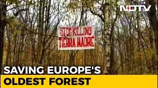 A 'Chipko Movement' In Germany Is Trying To Save Europe's Oldest Forest