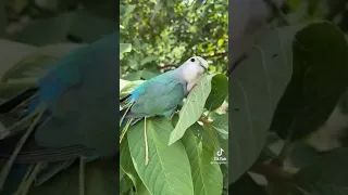 This is how lovebirds make nest in wild
