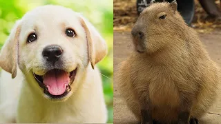 Cute baby animals Videos Compilation cute moment of the animals - Cutest Animals #31