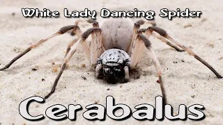 White Lady Dancing Spider (Cerbalus cf. negebensis) - Care and setting up