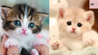 MEME MARATHON | Funniest Cat Videos Compilation Volume #20