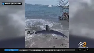 Long Island shark patrol teams mobilized after early sightings