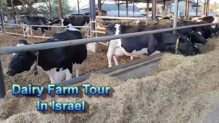 Dairy Farm Tour in Israel