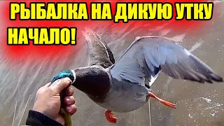 РЫБАЛКА НА ДИКУЮ УТКУ ! НАЧАЛО сезона ОХОТЫ ! КАК ПОЙМАТЬ ДИКУЮ УТКУ , ЛЕГКО !