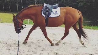 HOW I LUNGE MY HORSES // v important part of flatwork guyys