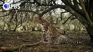 Cameraman Reacts to Capturing Rare Ocelot Footage